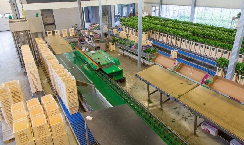 Complete flower-processing line
